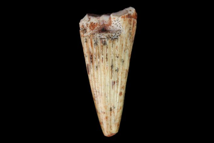 Fossil Phytosaur Tooth - New Mexico #133335